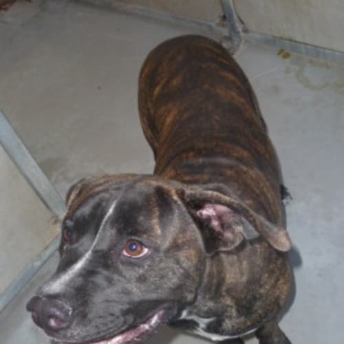 Cassius