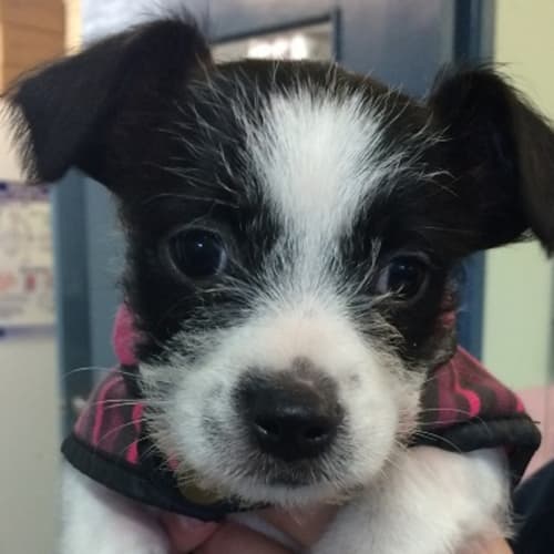 Archie