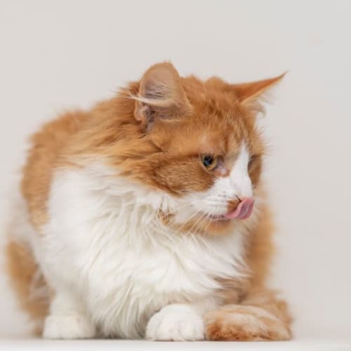 Coco **2nd Chance Cat Rescue**