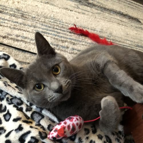 Berlioz