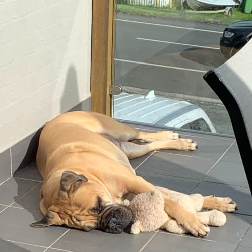 Freddie ~ Bullmastiff ~ Adopted 8/10/22