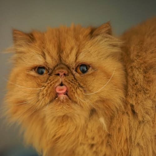 Caramel