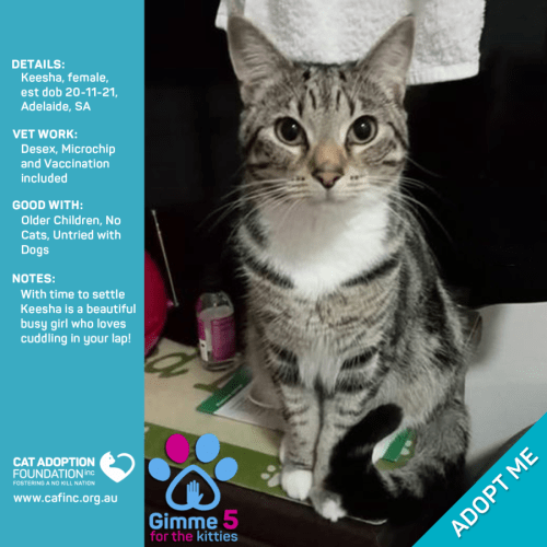 Keesha Just $39 Limited Time!
