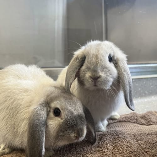 Lord Carrot & Lady Cucumber