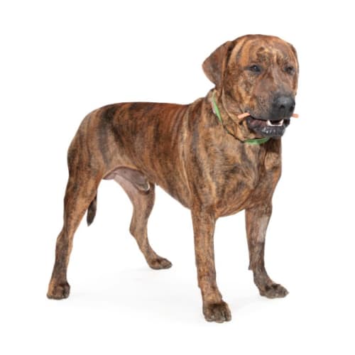 Boxer