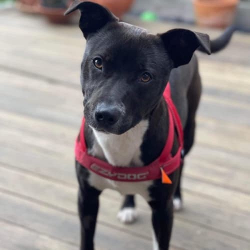 Maggie 