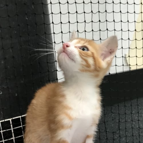 Juno
