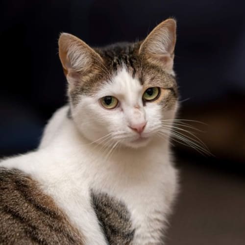 Tilly**2nd Chance Cat Rescue**