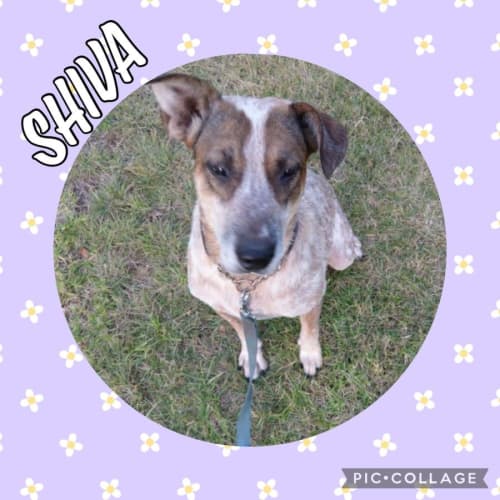 Shiva