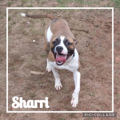 Sharri