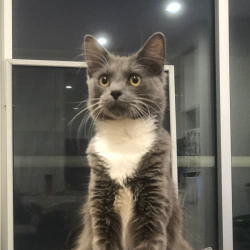 Lorenzo