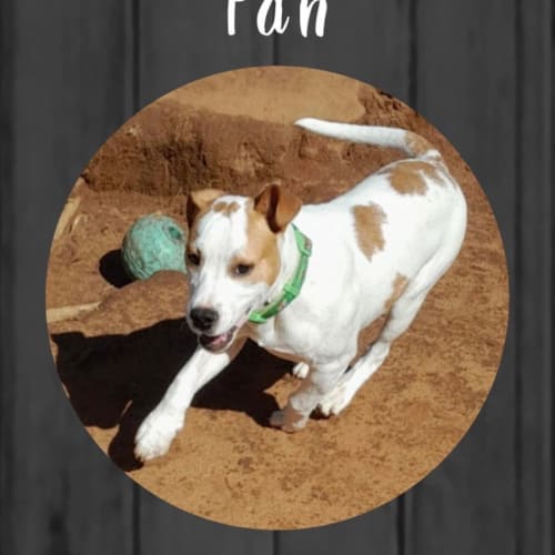 Pan
