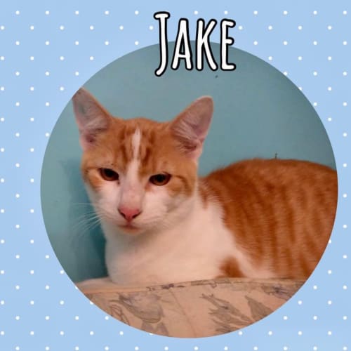 Jake