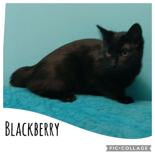 Blackberry