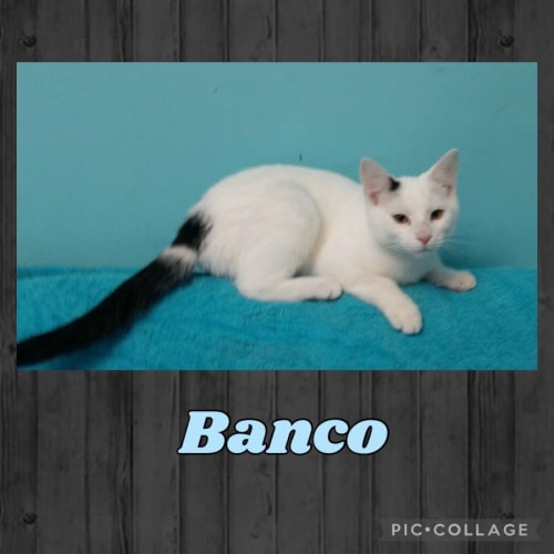 Banco