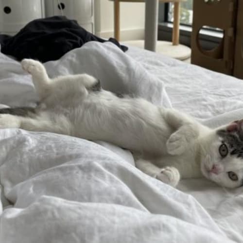 Biscuit