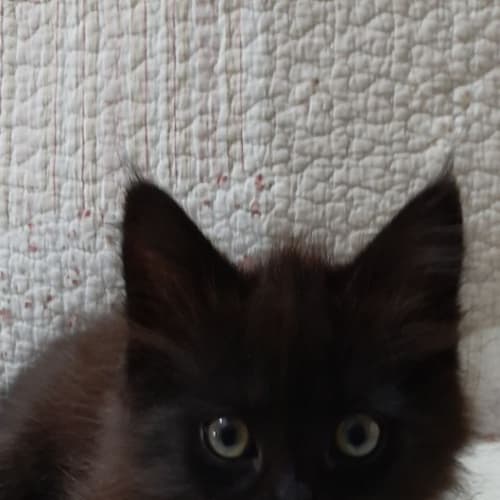 Black Bean