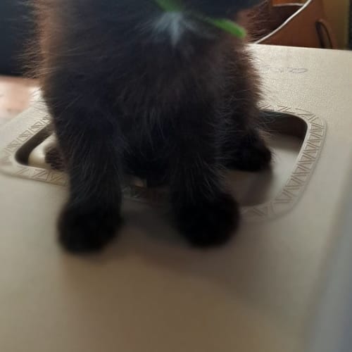 Jelly Bean