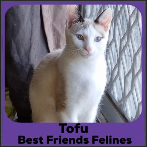 Tofu 