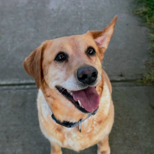 Bindi