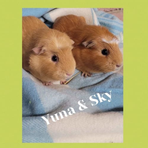 Sky and Yuna