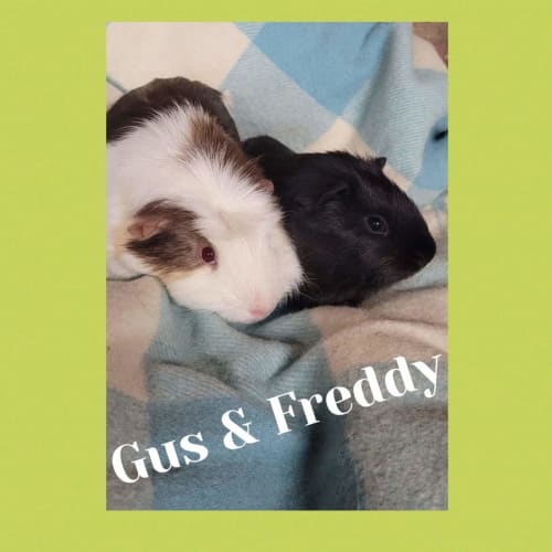 Freddy and Gus 