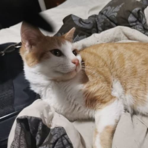 Jasper