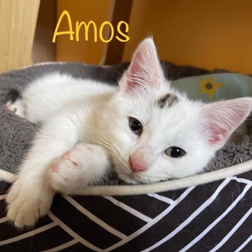 Amos