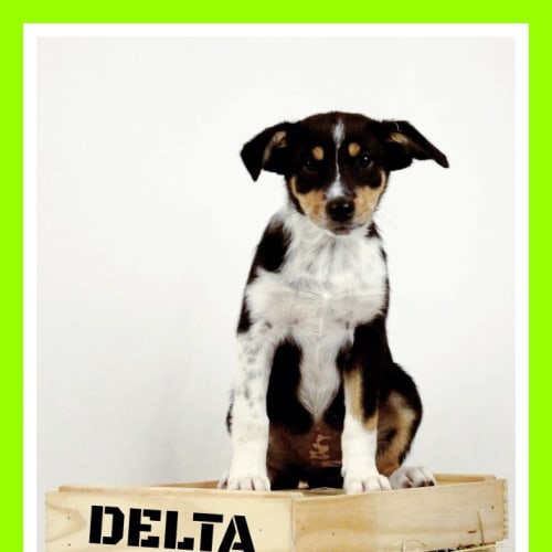 Delta