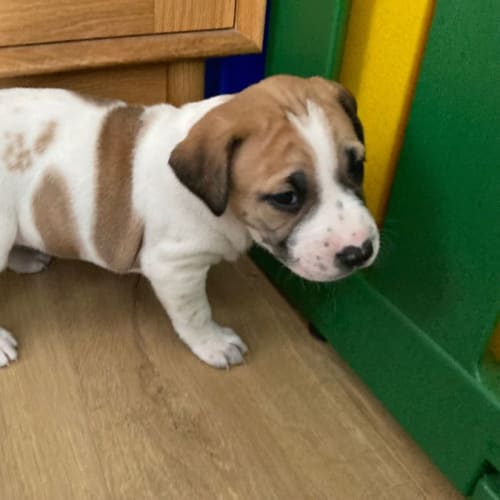 Puppy Suki DL2928