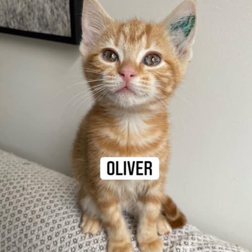 Oliver 