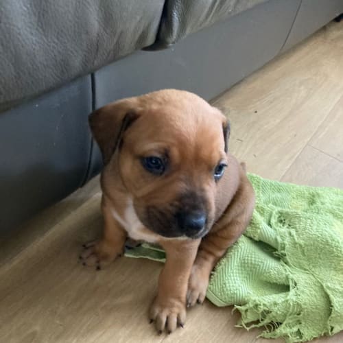 Puppy Momo DL2930