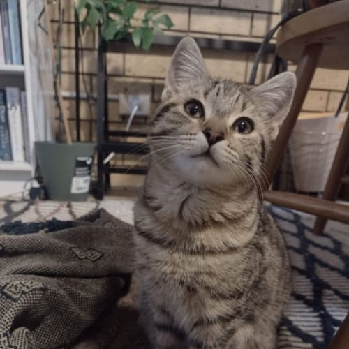 Agatha 