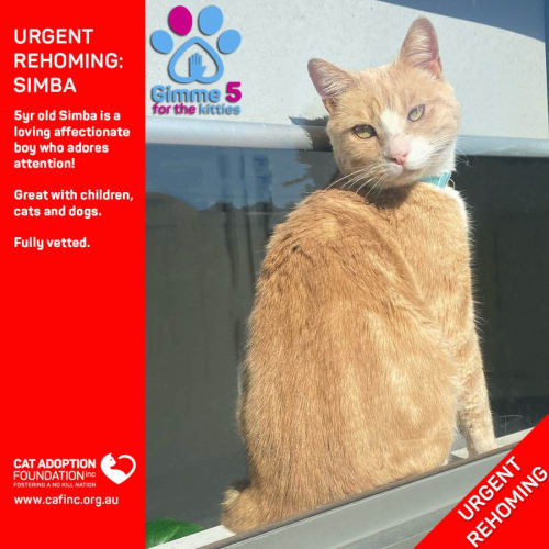 Simba Private Rehoming No Charge!
