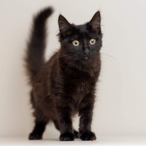 Maggie **2nd Chance Cat Rescue**