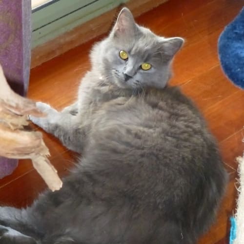 No photo for Bilbo