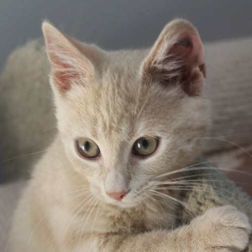 No photo for Peaches