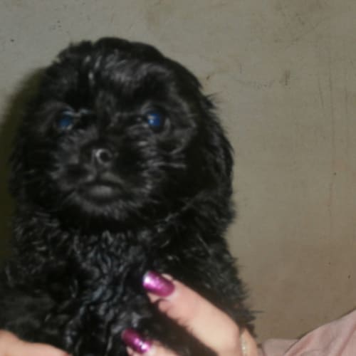 Coco