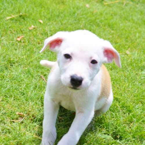 duke
