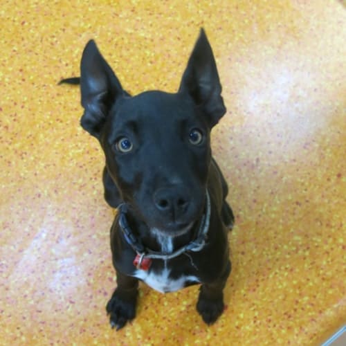 No photo for Kelpie
