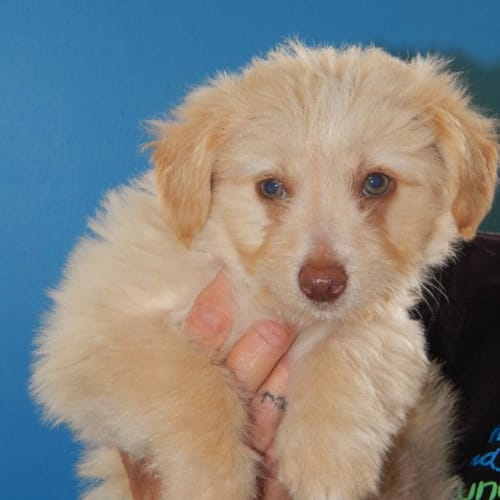 Toby