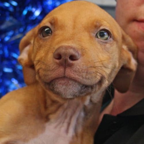 Brandy