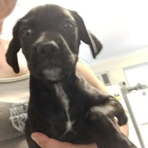 Rosie