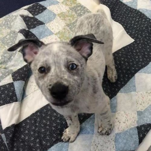 Blue Boy
