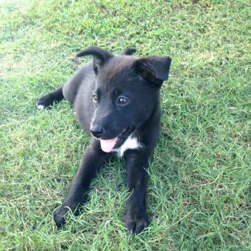 Shiloh