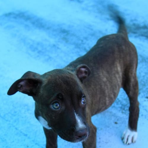 Coco