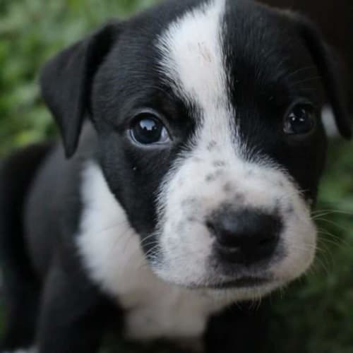 Finn