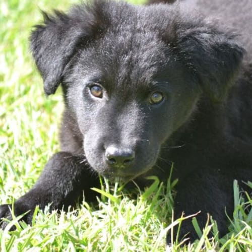 Max