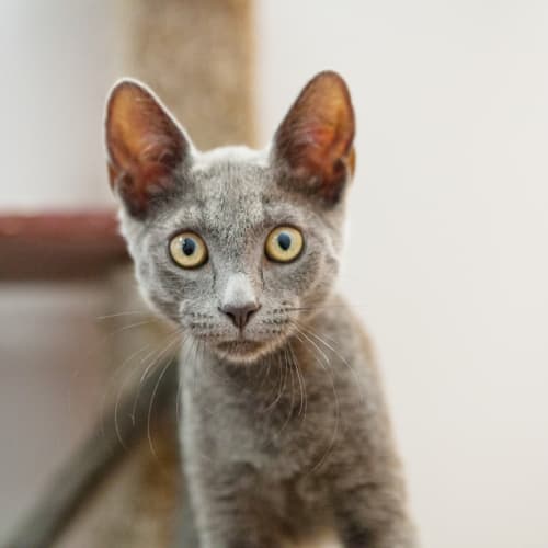 Inka