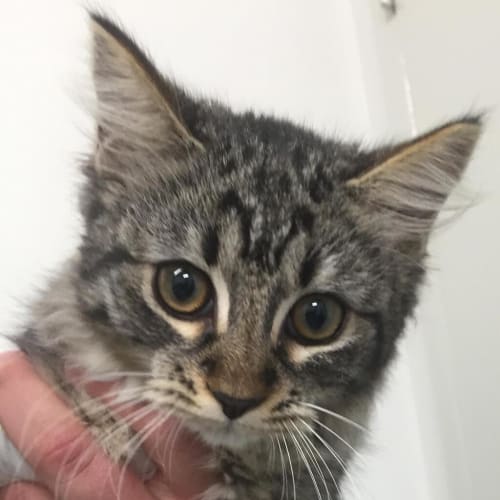 Mittens